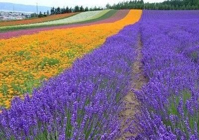 很赞的语录:做一个单纯的人,走一段幸福的路