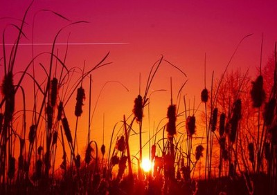 QQ空间精品说说:你是回头草,但我是好马