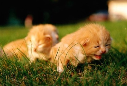 有趣的说说:喜欢玩神庙逃亡是因为我喜欢被人追