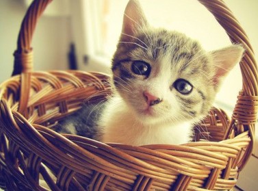 笑死人的句子:想当年,姐最瘦的时候才六斤半!