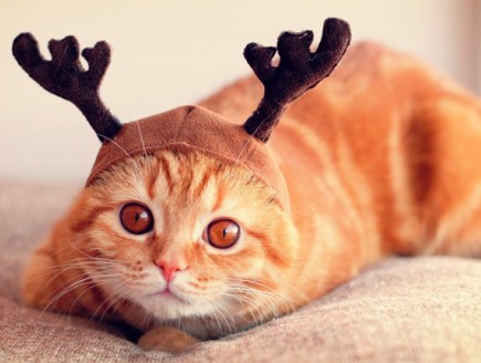 搞笑说说大全:老子现在称体重,连眉毛都想拔光